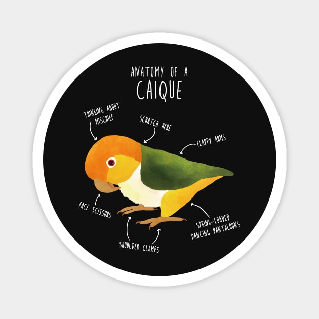 Anatomy of a White-Bellied Caique Magnet by Psitta